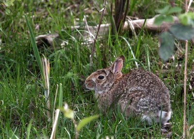 EASTERN COTTONTAIL