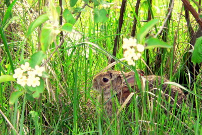 EASTERN COTTONTAIL