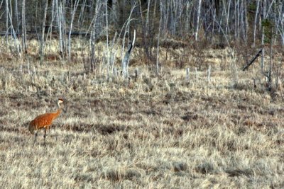 GREATER SANDHILL CRANE #1.JPG