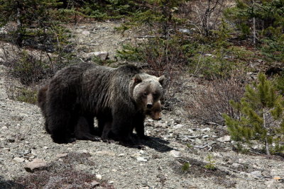 SOW AND HIDDEN CUBS.JPG