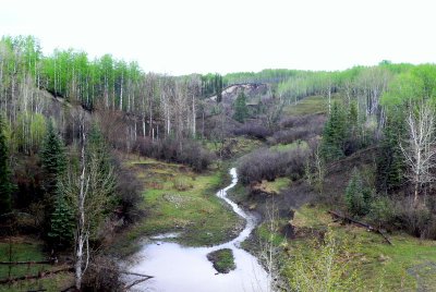 CREEK IN MIXEDWOOD BOREAL.JPG