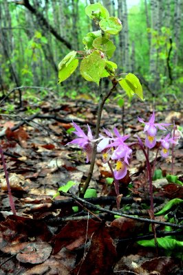 PINK LADYSLIPPERS.JPG