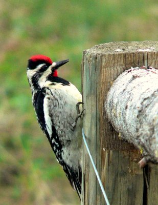 YELLOW-BELLIED SAPSUCKER.JPG