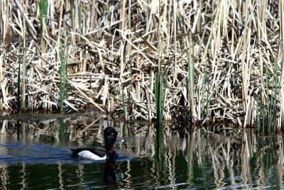 RING-NECKED DUCK.jpg