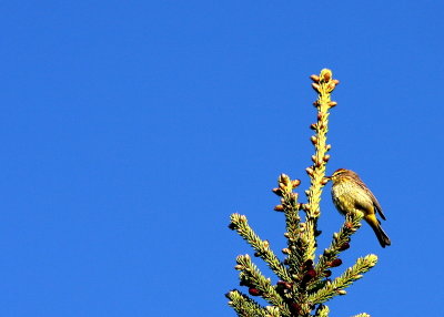 PALM WARBLER.jpg