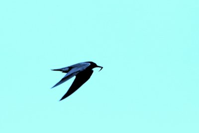 BLACK TERN.jpg