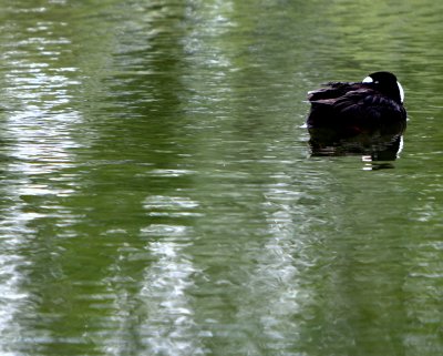 SURF SCOTER 1.JPG