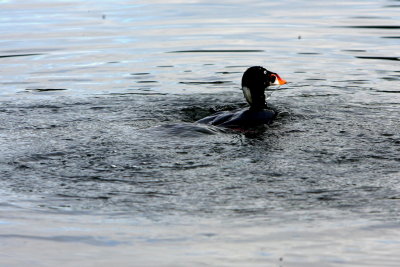 SURFACING.JPG
