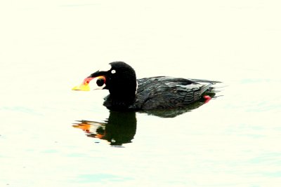 OVEREXPOSED SCOTER.JPG