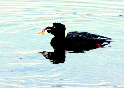 SCOTER REFLECTION.JPG