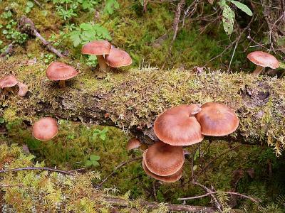 MUSHROOM COLONY.JPG