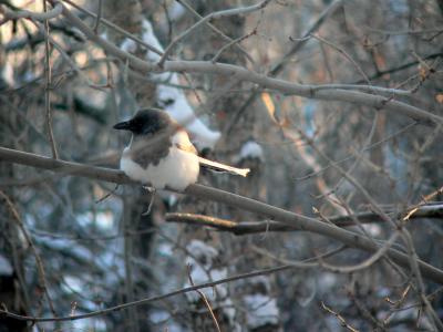 LEUCISTIC MAGPIE #1