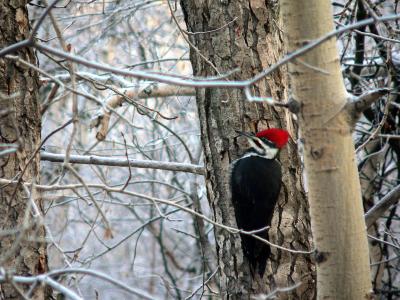 PILEATED #2