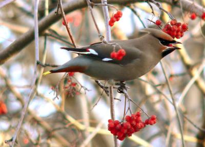 WAXWING SNACK.