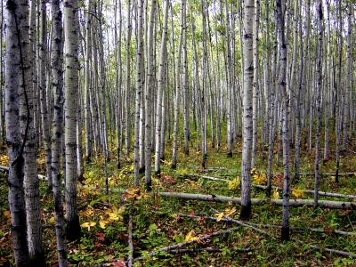 TREMBLING ASPEN FOREST.JPG