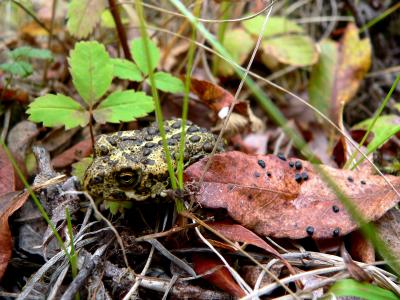 BOREAL TOAD 2.JPG