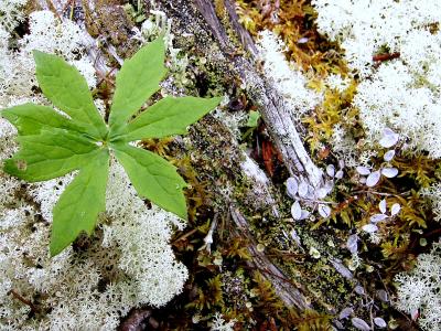 GROUND COVER.JPG