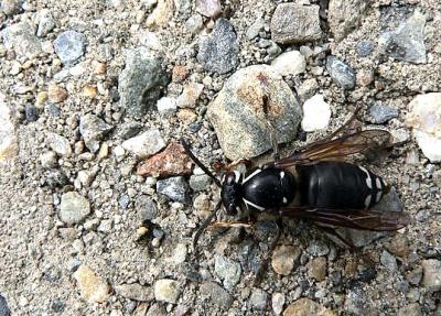 BALD-FACED HORNET.JPG