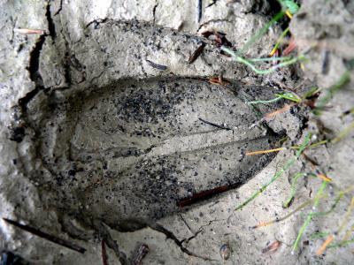 HOOFPRINT.JPG