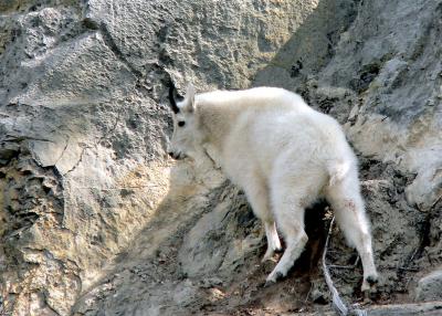 ROCKY MT. GOAT.JPG