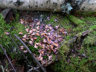 SQUIRREL FEEDING POST.JPG