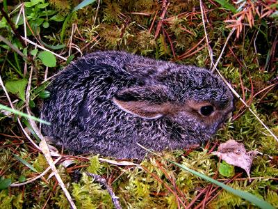 SNOWSHOE HARE  LEVERET.JPG