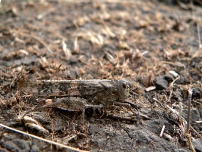 g3/34/542334/3/54468449.CAMOUFLAGE1.jpg