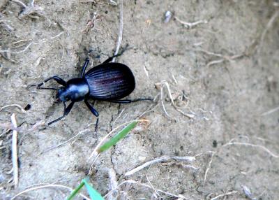 DARKLING BEETLE.JPG