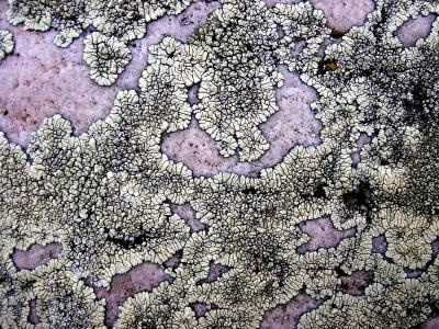 LICHEN MAP.JPG