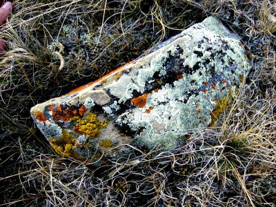 MULTIPLE LICHENS.JPG