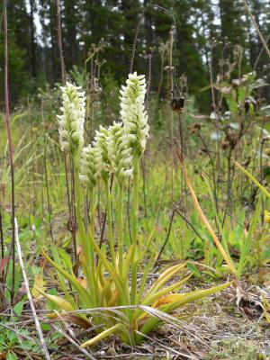 LADIES TRESSES ORCHID.JPG