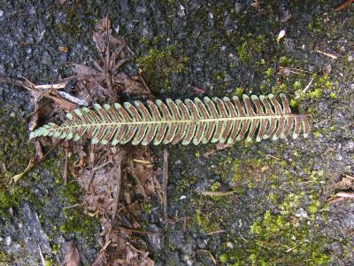 FERN FROND.JPG