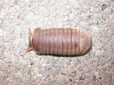 PILL MILLIPEDE.JPG