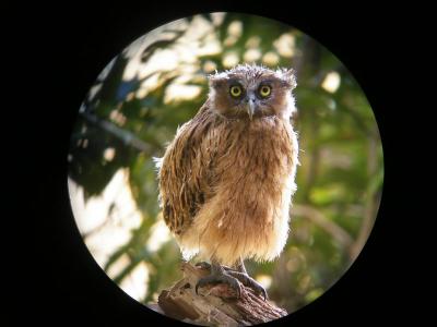 BUFFY FISH OWL JUVENILE.JPG