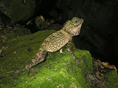 BORNEAN ANGLE-HEADED LIZARD.JPG