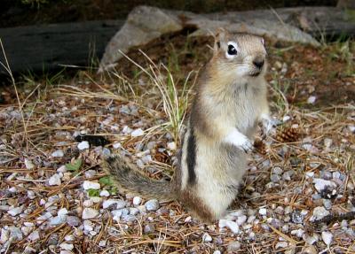 GOLDEN-MANTLED GROUND SQUIRREL.JPG