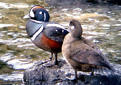 HARLEQUIN PAIR .JPG