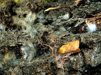 NOCTUID MOTH ON PLUCKING POST.JPG
