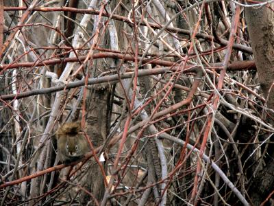 RED SQUIRREL