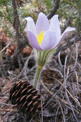 PASQUEFLOWER 1.JPG