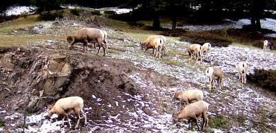 BIGHORNS.JPG