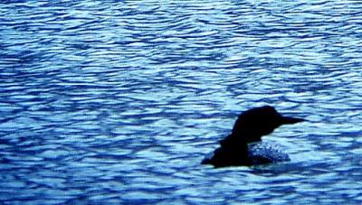 LOON.JPG