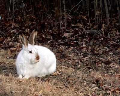 WHITE-TAILED JACKRABBIT .JPG
