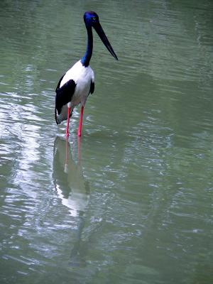 BLACK-NECKED STORK WITH REFLECTION.JPG