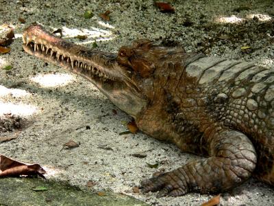 FALSE GHARIAL.JPG