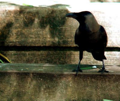 HOODED CROW.JPG