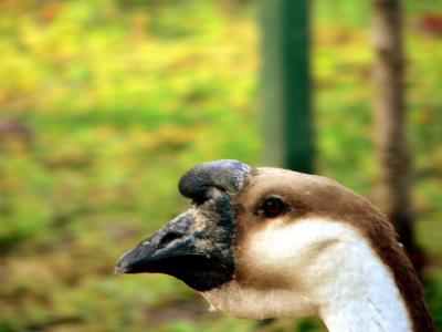 KNOBBED GOOSE.JPG