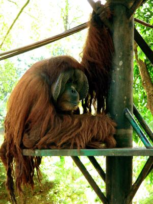 MATURE ORANGUTAN.JPG