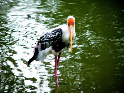 PAINTED STORK-HEAD ON.JPG