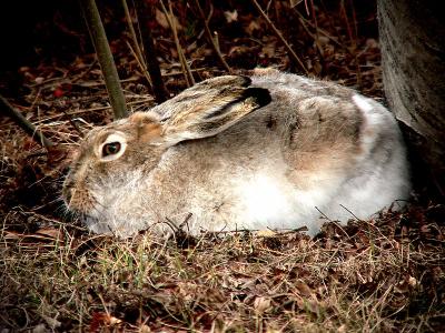 HARE IN SPRING.JPG